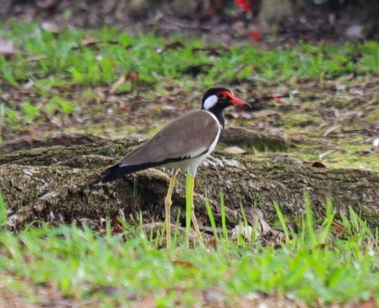 Red-wattled lapwing